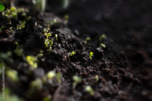 Growing micro-greens with free space for text. Healthy eating concept of fresh garden produce organically grown as a symbol of health.