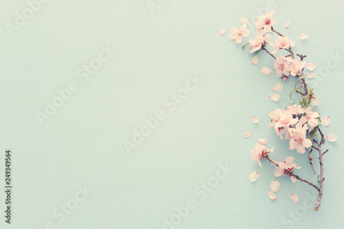 photo of spring white cherry blossom tree on pastel blue wooden background. View from above, flat lay photo