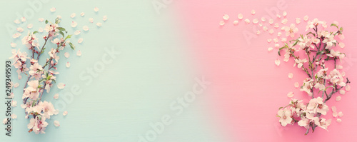 photo of spring white cherry blossom tree on pastel blue and pink wooden background. View from above, flat lay