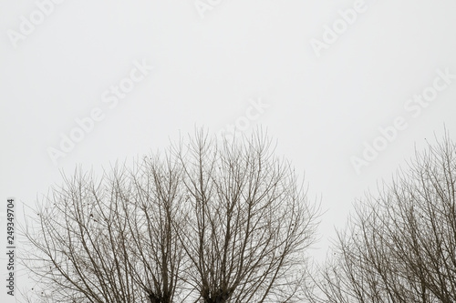 trees branches covered by the snow, minimalist picture.
