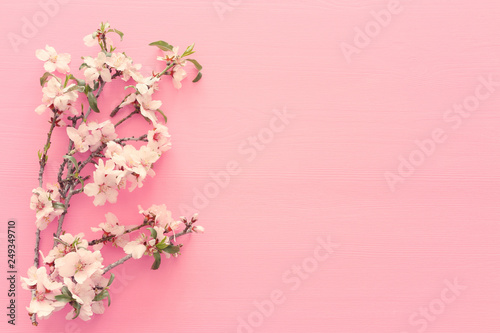 Fototapeta Naklejka Na Ścianę i Meble -  photo of spring white cherry blossom tree on pastel pink wooden background. View from above, flat lay