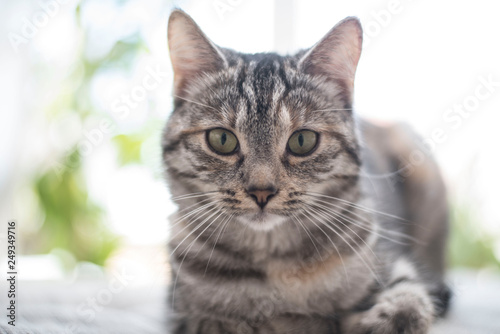 Liegende Katze