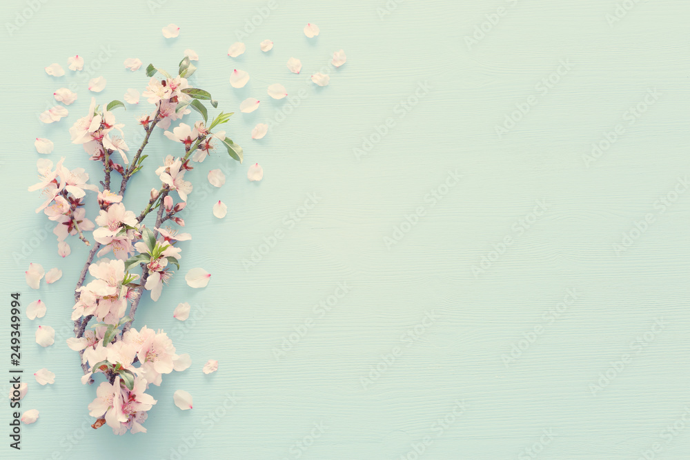 photo of spring white cherry blossom tree on pastel blue wooden background. View from above, flat lay photo of spring white cherry blossom tree on pastel blue wooden background. View from above, flat lay