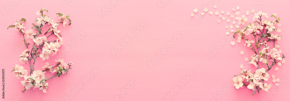 photo of spring white cherry blossom tree on pastel pink wooden background. View from above, flat lay photo of spring white cherry blossom tree on pastel pink wooden background. View from above, flat lay