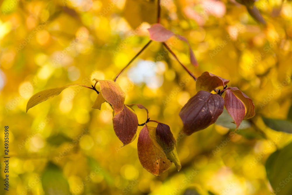 Cornus sanguinea tree Cornus sanguinea tree