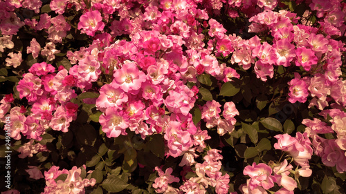 Fototapeta Naklejka Na Ścianę i Meble -  pink roses in the garden 
