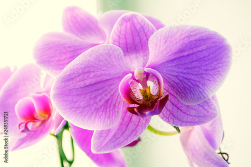 Beautiful Orchid flowers Close up Selective focus