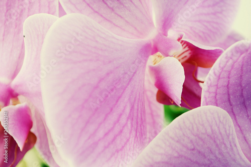 Beautiful Orchid flowers Close up Selective focus Natural abstract background
