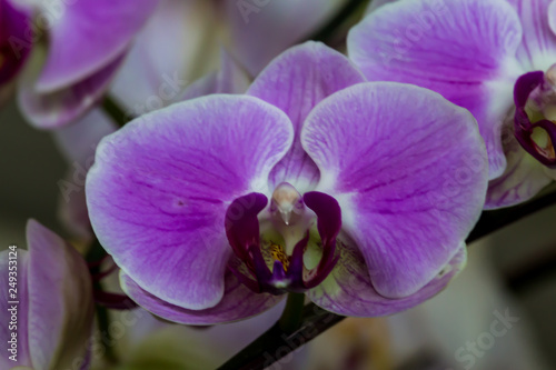 Beautiful orchid flower.