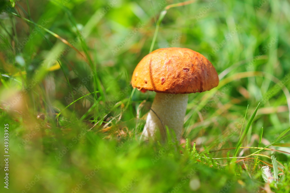 Closeup of red-capped scaber stalk (Leccinum aurantiacum) Fungi, mushroom in the grass and sun. Closeup of red-capped scaber stalk (Leccinum aurantiacum) Fungi, mushroom in the grass and sun.