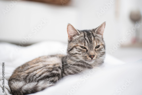 Fototapeta Naklejka Na Ścianę i Meble -  Liegende Katze