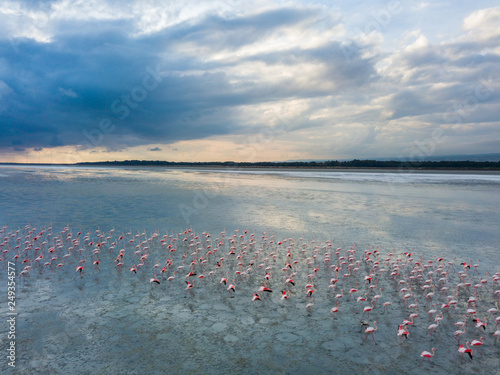 Aerial of flamboyance of pink greater flamingos (Phoenicopterus roseus) at Limassol salt lake, Cyprus 