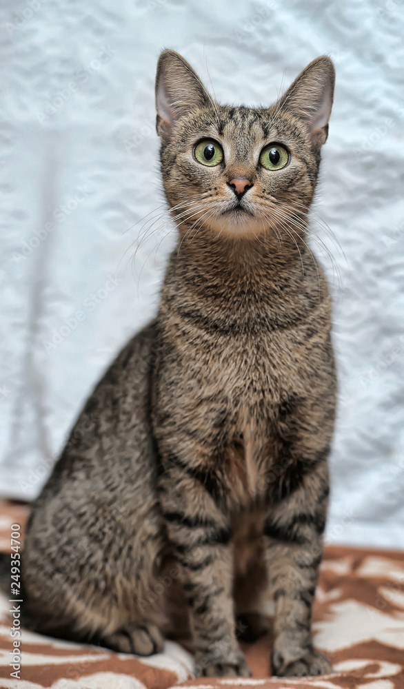 gray tabby cat with big expressive eyes