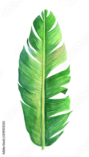 Watercolor single tropical leaf. Hand painted banana palm branch isolated on white background. Botanical illustration. For design  print or background