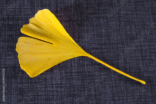 Yellow colored leaf of Ginkgo biloba, autumn color. Detailed capture of Ginkgo biloba, a highly unusual non-flowering plant, a living fossil. photo