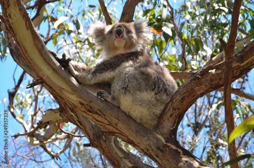 Koala australie