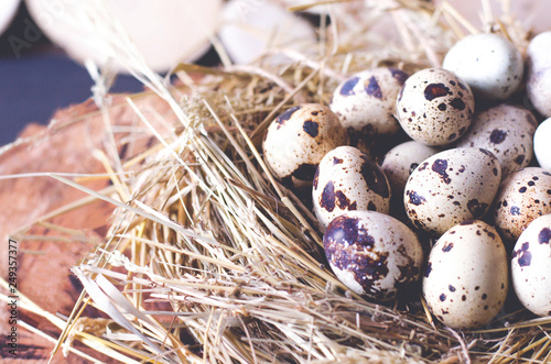 Many quail eggs close-up in a nest of straw.