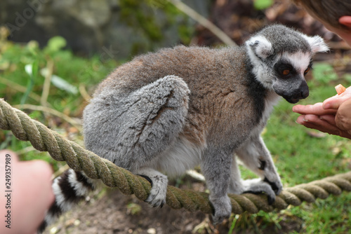 Lemur Linnaeus