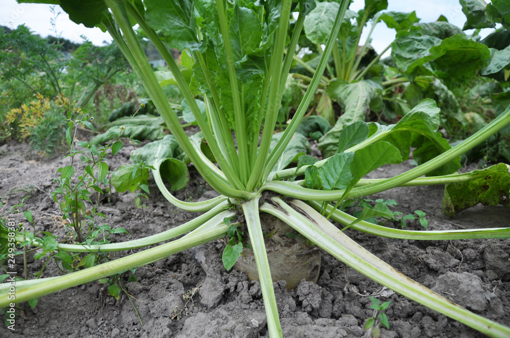 Obraz premium In the soil grows beet fodder