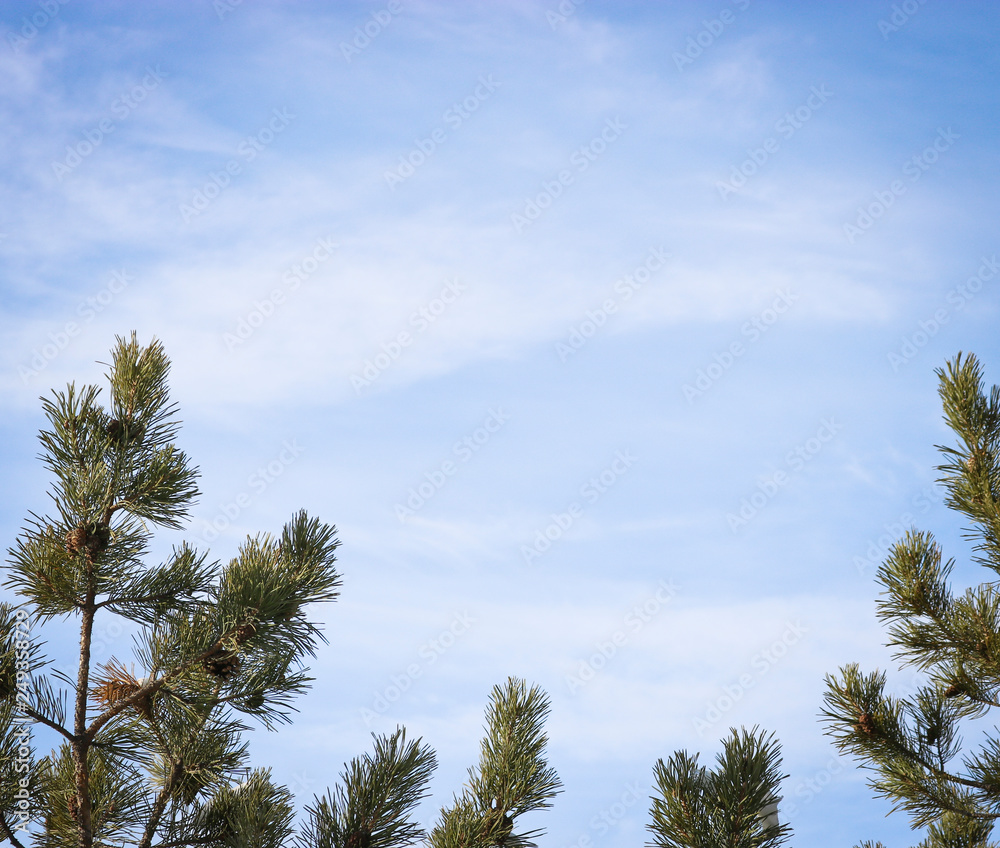 Natural frame of pine branches with blue sky on the background. With copy space, a template for lettering, text, design. Postcard template. The concept of holiday, vacation. Natural frame of pine branches with blue sky on the background. With copy space, a template for lettering, text, design. Postcard template. The concept of holiday, vacation.