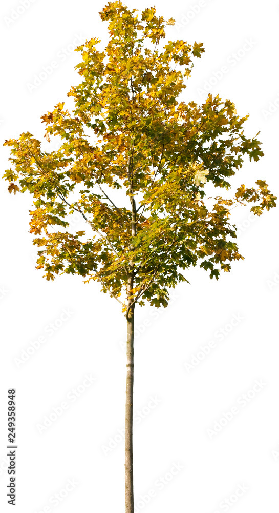 Acer platanoides - Spitzahorn Acer platanoides - Spitzahorn