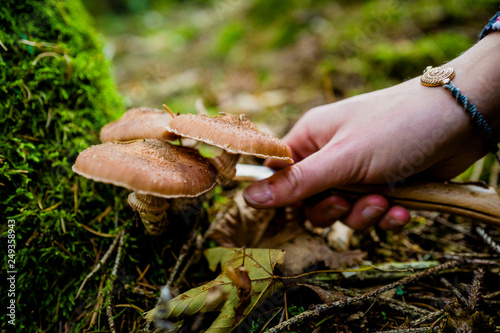 A woman cuts a mushroom on the forest ground.