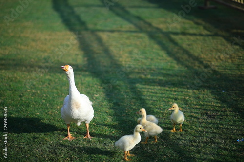 Ducks and Kids