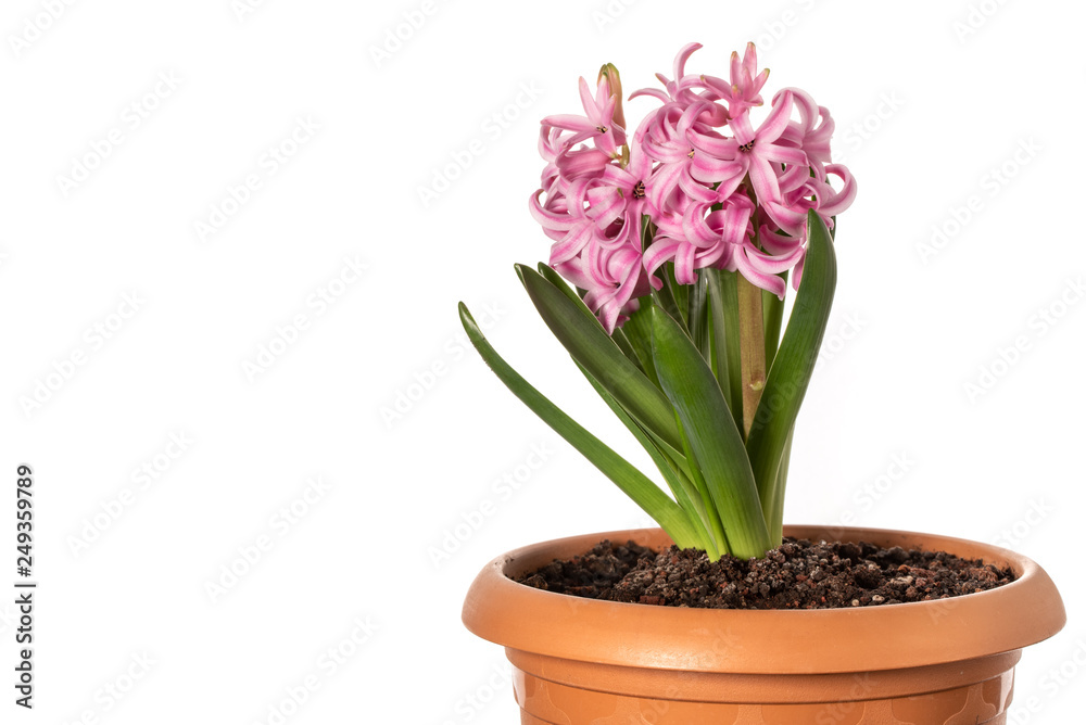 Pink Hyacinth Flowers Isolated on White Background Pink Hyacinth Flowers Isolated on White Background