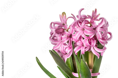 Pink Hyacinth Flowers Isolated on White Background