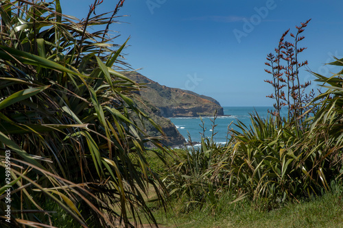 Muriwai ganett colony. Seagull. New Zealand. Coast and ocean. 