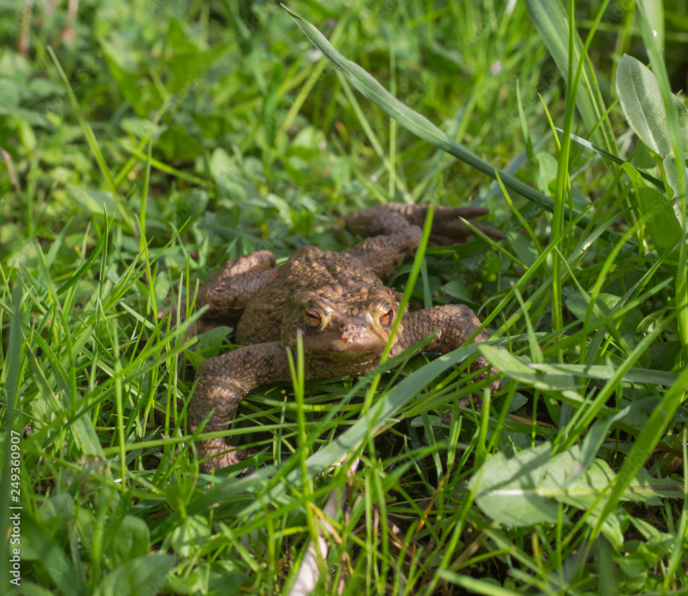 Obraz premium Kröte in der Wiese