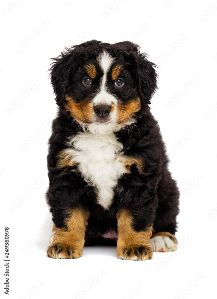 cute bernese mountain dog puppy on white background