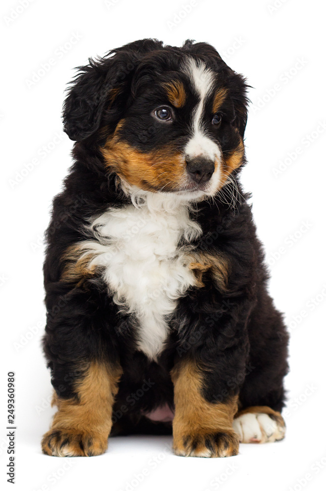 cute bernese mountain dog puppy on white background
