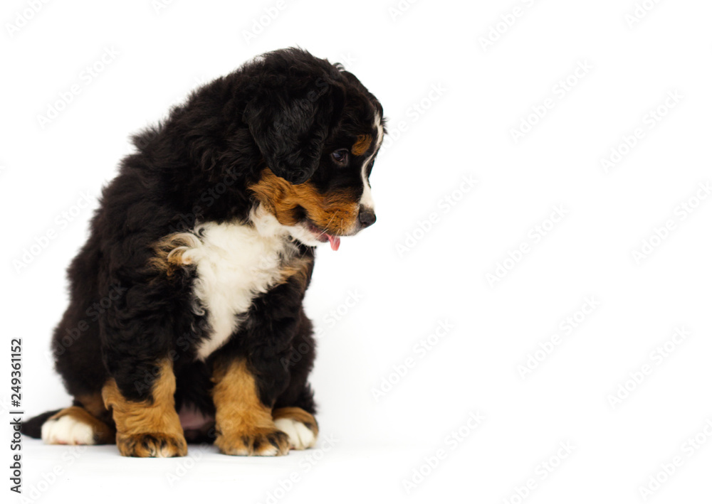 cute bernese mountain dog puppy cute bernese mountain dog puppy