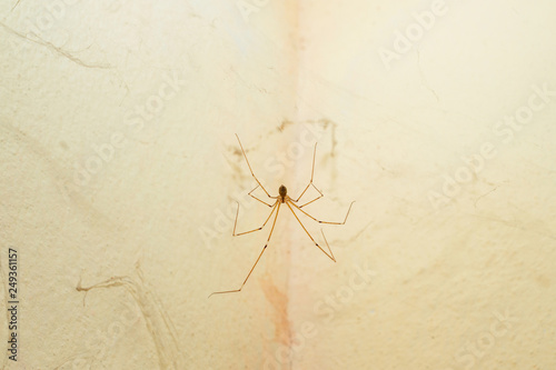 house long legs spider 