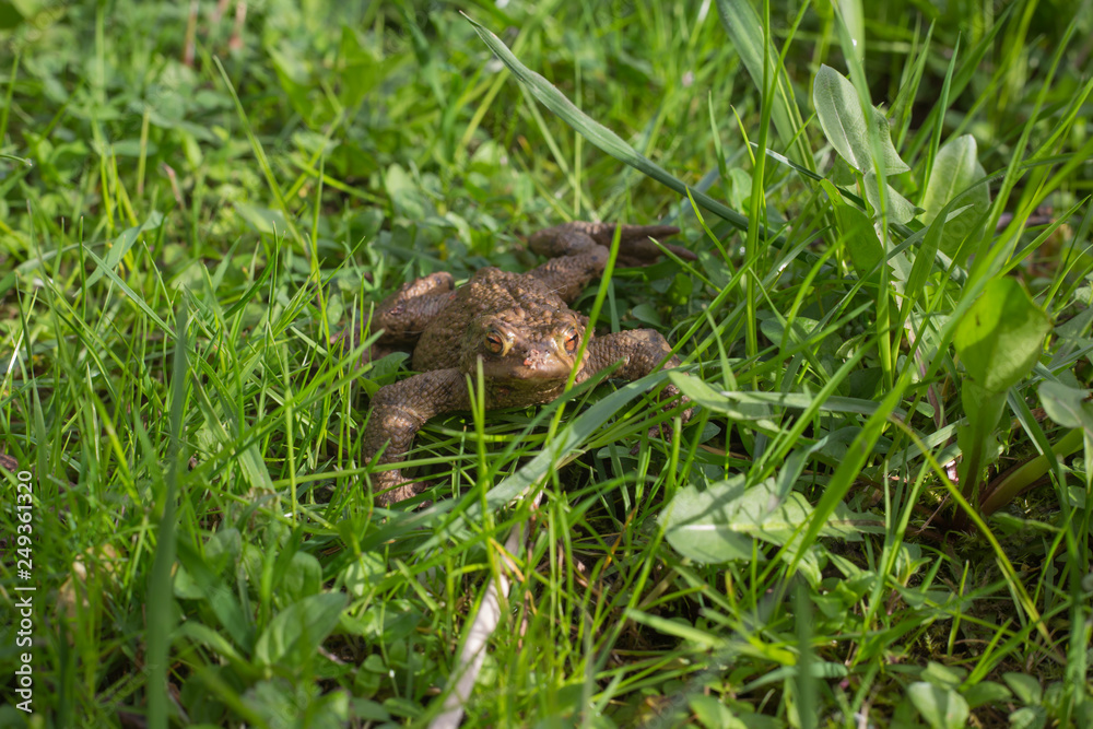 Kröte in der Wiese Kröte in der Wiese