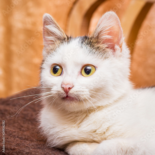 Portrait of a white young cat close-up_