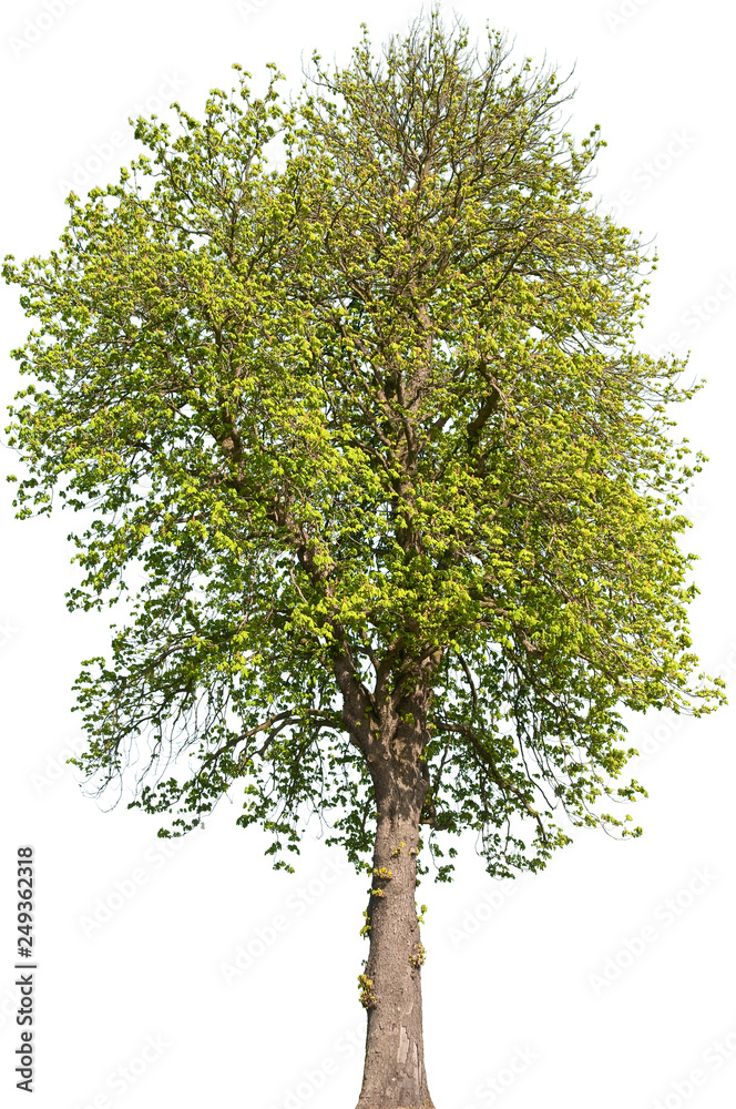 Aesculus hippocastanum - Gemeine Rosskastanie Aesculus hippocastanum - Gemeine Rosskastanie