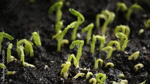 green seedling of grain (seedlings in the ground, watered) petals and stems. Food background. Footage photo