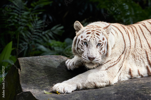 Fototapeta Naklejka Na Ścianę i Meble -  Forceful white tiger with blue eyes is resting on the rock