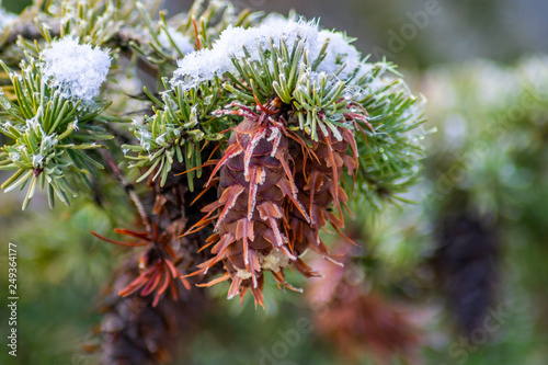 Douglas fir snow pine cone