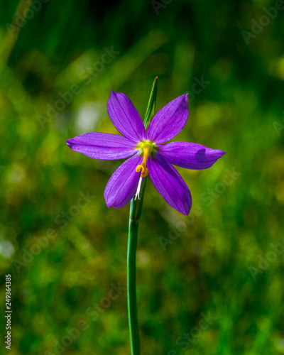 Purple grass widow wildflower in forest
