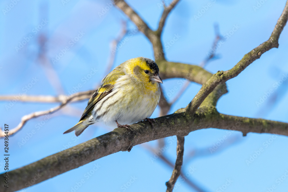 Male European siskin perching on the branch with clear blue sky in background. Tiny fluffy yellow passerine bird (Spinus spinus) with black cap and conical beak.