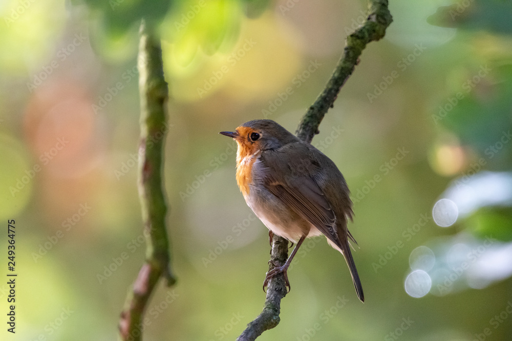 European robin in morning forest. Tiny bird with orange breast (Erithacus rubecula) perching on branch with blurred green background. European robin in morning forest. Tiny bird with orange breast (Erithacus rubecula) perching on branch with blurred green background.