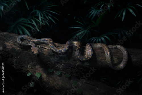 Close-up of a Scrub python (Morelia amethistina) on a tree trunk at night, Australia photo