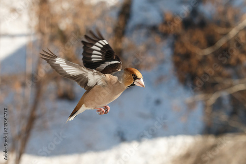 Quadro su tela Flying hawfinch with spreaded wings in winter