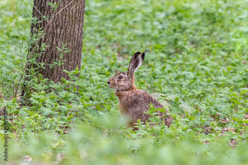 European hare sitting among undergrowth in summer forest. Brown hare with long ears (Lepus europaeus) on the ground with blurred green background. © TashaBubo