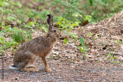 Portrait of European hare sitting on the ground. Brown hare (Lepus europaeus) with long ears and short tail in spring forest.