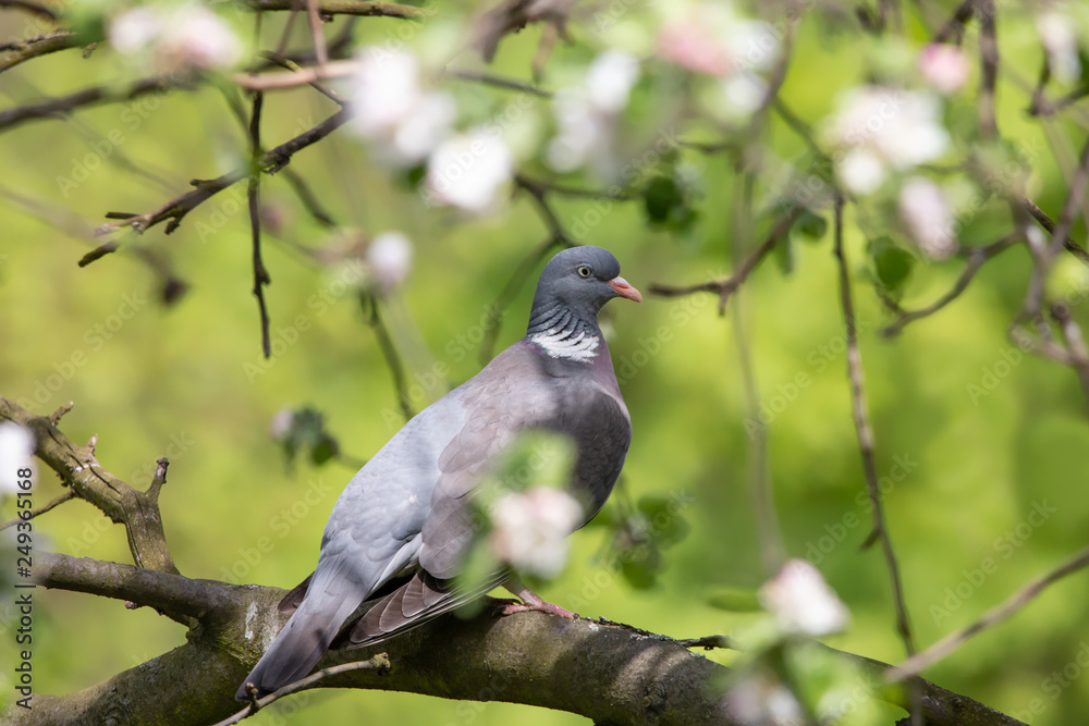 Common wood pigeon on blooming tree in spring forest. Big grey bird (Columba palumbus) perching on a branch with green background. Common wood pigeon on blooming tree in spring forest. Big grey bird (Columba palumbus) perching on a branch with green background.