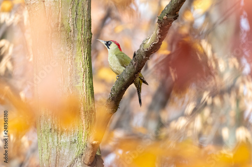 European green woodpecker perching on mossy tree branch. Picus viridis sitting in autumn forest with blurred yellow leaves in background. © TashaBubo